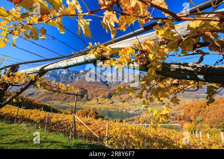 Weinberge im Herbst am Kalterer See, Kaltern, Südtirol, Italien Stockfoto