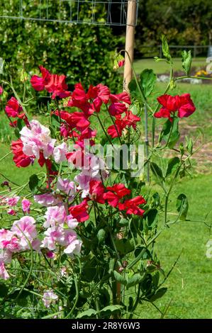 Sydney Australien, rosa und rot blühende süße Erbsen auf Spalier im Garten Stockfoto