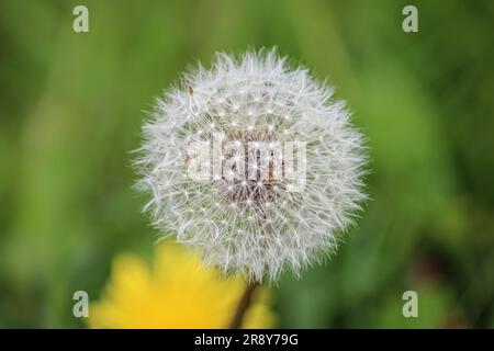 Löwenzahn – Nahaufnahme Stockfoto