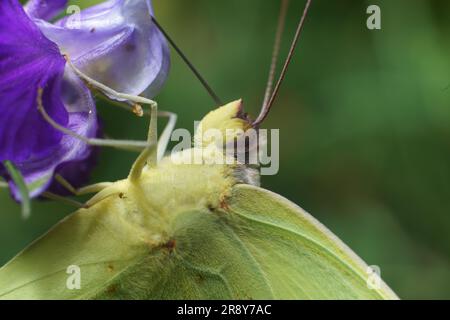 Ein wolkenloser Schwefel (Phoebis sennae)-Schmetterling auf violetter Blüte mit grünem Hintergrund Stockfoto