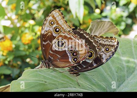 Exemplare von Peleidenblauen Morpho-Schmetterlingen bei Paarung, Unterseite, Morpho peleides, Nymphalidae Stockfoto