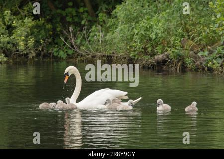 Stummer Schwan, Cygnus olor, mit neun Babycygneten, die auf dem Fluss Bure schwimmen, Norfolk Broads, June Stockfoto