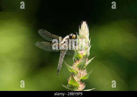 Four-Spot Chaser, Libellula quadrimaculata, Steharbeiten, Männlich, UK, Juni Stockfoto