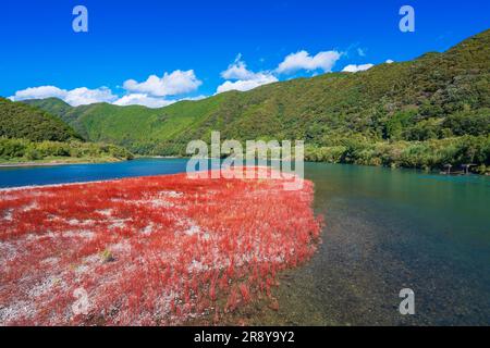 Shimanto River im Herbst Stockfoto
