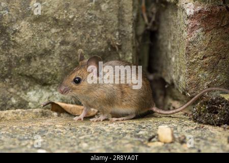 Holzmaus, Langschwanzmaus, Apodemus sylvaticus, oder Gelbhalsmaus, Apodemus flavicollis, neben einem Riss in der Wand, wo ihr Nest ist Stockfoto