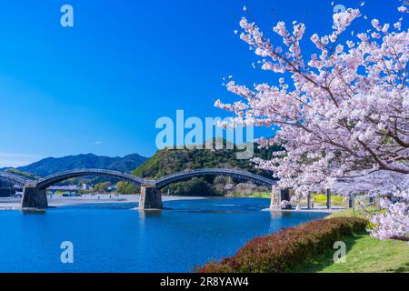 Kintai-bashi-Brücke und Kirschblüten Stockfoto