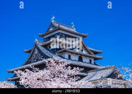 Schloss Matsue und Kirschblüten Stockfoto