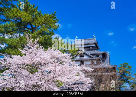 Schloss Matsue und Kirschblüten Stockfoto