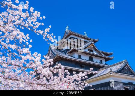 Schloss Matsue und Kirschblüten Stockfoto