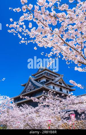 Schloss Matsue und Kirschblüten Stockfoto