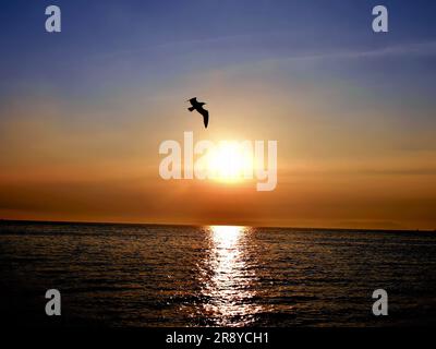 Erleben Sie die Eleganz einer wunderschönen Möwe, die vor dem Hintergrund eines fesselnden Sonnenuntergangs über dem Meer durch den Himmel steigt Stockfoto