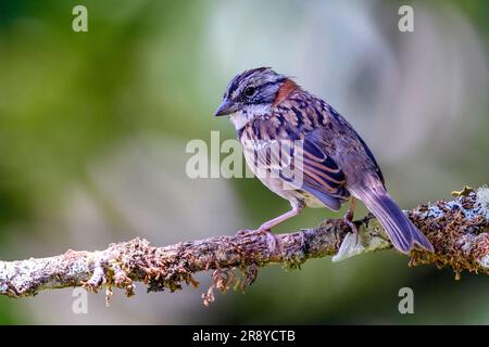 Rupushalssperling (Zonotrichia capensis costaricensis) aus San Gerardo de Dota, Hochland im Zentrum von Costa Rica. Stockfoto