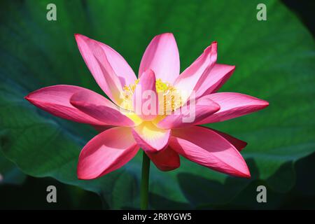 Rosa Lotusblume wächst im Teich mit grünem Blatthintergrund im Sommer Stockfoto