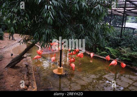 Hongkong, China - April 24 2023: Eine Gruppe rosa Flamingos jagen im Teich im Kowloon Park Stockfoto