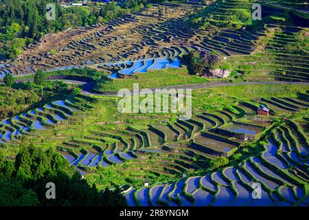 Maruyama Senmaida am Morgen Stockfoto