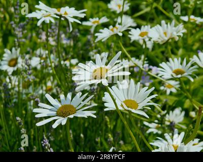 Wiese mit vielen blühenden Ochsenaugen-Gänseblümchen im Sommer. Stockfoto