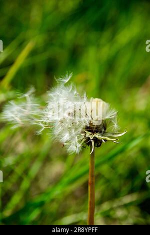 Samenkörner von Löwenzahnblumen vor grünem Hintergrund im Sommer. Stockfoto