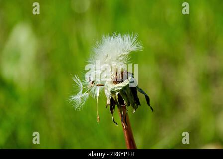 Samenkörner von Löwenzahnblumen vor grünem Hintergrund im Sommer. Stockfoto