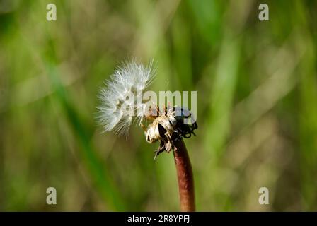 Samenkörner von Löwenzahnblumen vor grünem Hintergrund im Sommer. Stockfoto