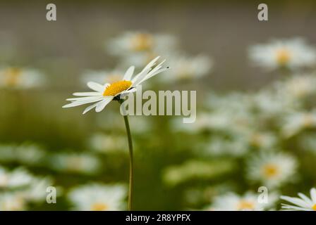 Wiese mit blühenden Ochsenaugen-Gänseblümchen im Sommer und eine Blume im Vordergrund. Stockfoto