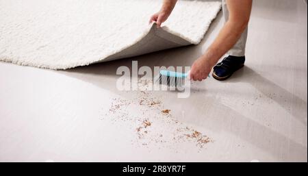 Schmutz Unter Den Teppich Kehren. Verdecken Von Staub Während Der Reinigung Stockfoto