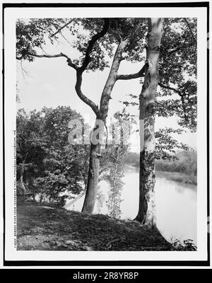 Wabash River von Tecumseh's Trail, Tippecanoe Battleground, Ind., c1902. Die Schlacht von Tippecanoe wurde 1811 auf dem Schlachtfeld Indiana zwischen amerikanischen Streitkräften unter der Führung des damaligen Gouverneurs William Henry Harrison vom Indiana Territory und indianischen Streitkräften, die mit Shawnee-Führer Tecumseh und seinem Bruder Tenskwatawa in Verbindung stehen, Anführer einer Konföderation von Stämmen, die sich gegen eine europäisch-amerikanische Siedlung der amerikanischen Grenze aussprachen. Beachten Sie den Holzsitz links und Graffiti am Baum. Stockfoto