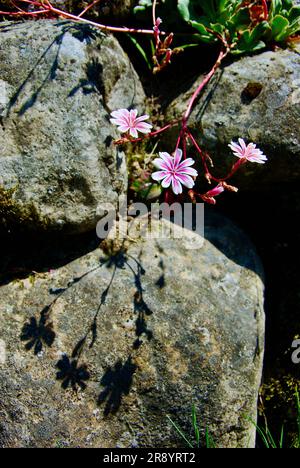 Steinpflanze mit Schatten auf einem Stein in einem Steingarten. Stockfoto