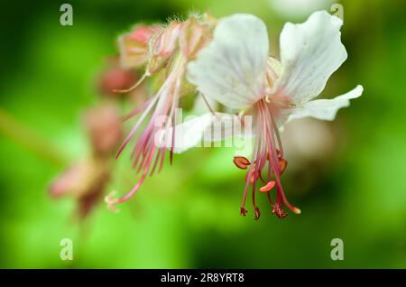 Nahaufnahme der blassrosa Blume der Geranium Cantabrigiense Pflanze mit Stamen und Pistil vor grünem Naturhintergrund im Sommer. Stockfoto