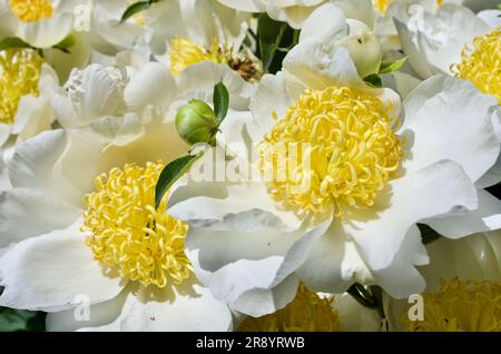 Blühende weiße Pfingstrose im Sommer in Deutschland. Stockfoto