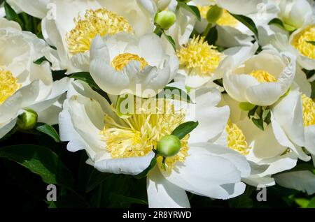 Blühende weiße Pfingstrose im Sommer in Deutschland. Stockfoto