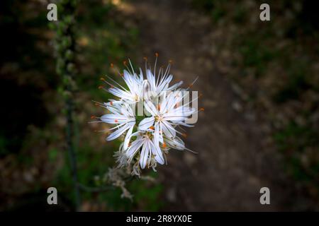 Blühender Asphodelus im Frühling mit dunklem Hintergrund im Valle del Ambroz Stockfoto