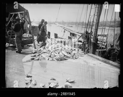 Entladen von Gortons Kabeljau, Gloucester, Mass., zwischen 1900 und 1915. Stockfoto
