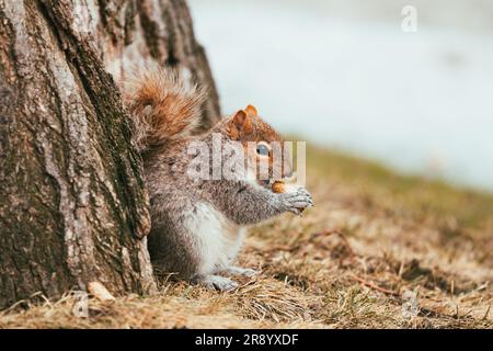 Das östliche graue Eichhörnchen ernähren sich im Gras in der Nähe eines Baumes. Stockfoto