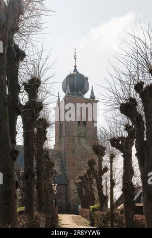 Kirchturm des Sint Janskerk aus dem 13. Jahrhundert in Deinum Friesland, Niederlande mit seiner typischen Zwiebelform und pollarweiden im Frühling Stockfoto