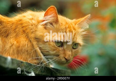 Rote Katze auf der Wache Stockfoto