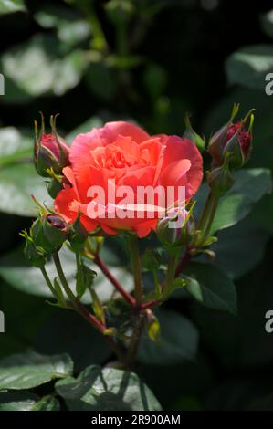 Rosa blühende Rose mit Knospen im Garten, Rosengarten in Oberderdingen Stockfoto