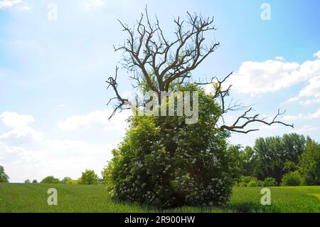 Toter Birnenbaum mit älterem, blühendem, hinterleuchtetem Stockfoto