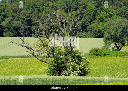 Toter Birnenbaum mit älterem, blühendem, am Waldrand Stockfoto