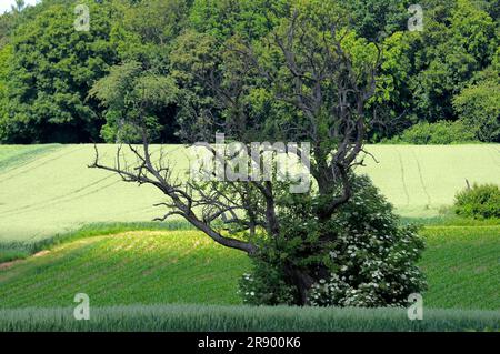 Toter Birnenbaum mit älterem, blühendem, am Waldrand Stockfoto