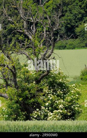 Toter Birnenbaum mit älterem, blühendem, am Waldrand Stockfoto