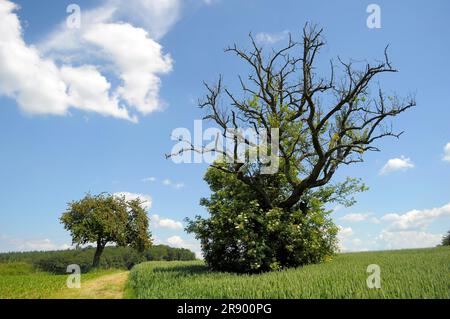 Toter Birnenbaum mit Älterem, blühend, daneben Kirschbaum mit Kirschen Stockfoto