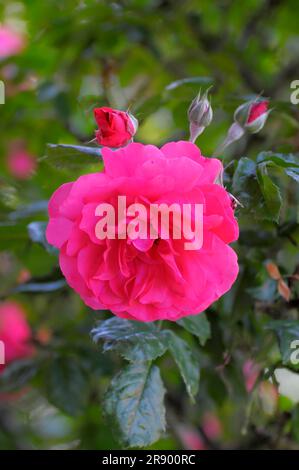 Perennial Rose : Rosa Rose im Garten Stockfoto
