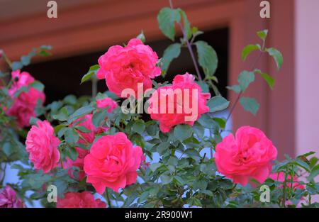 Perennial Rose : Rosa Rose im Garten Stockfoto