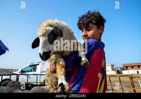 22. Juni 2023: Tunis, Tunesien. 22. Juni 2023 Ein Viehmarkt für Schafe und Ziegen in Tunis vor den Feierlichkeiten von Eid-al-Adha. Bauern bringen ihre Tiere vom Land zum Verkauf auf den Markt, doch viele Tunesier, die ein Schaf oder eine Ziege kaufen wollen, um für das bevorstehende Eid al-Adha-Festival zu schlachten, kämpfen mit den erhöhten Preisen. Eid al-Adha markiert das Ende der muslimischen Pilgerfahrt von Hajj und es ist eine Tradition, eine Ziege, ein Schaf oder ein Rind während des muslimischen Festes zu schlachten und einen Teil davon den Armen zu spenden. (Kreditbild: © Hasan mrad/IMAGESLIVE via ZUMA Press Wire) NUR REDAKTIONELLE VERWENDUNG! N Stockfoto