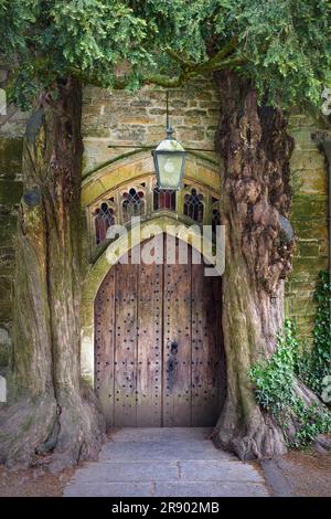 Zwei alte englische Eiben (Taxus baccata) umrahmen eine alte Holztür am nördlichen Eingang der St. Edward's Church, Stow-on-the-Wold, Cotswolds Stockfoto