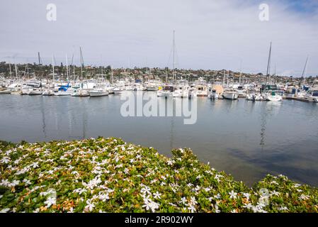 Hafen von San Diego im Shelter Island Shoreline Park. San Diego, Kalifornien, USA. Stockfoto