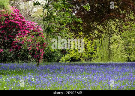 Atemberaubende Rhododendrons Russellianum Cornish Red, das neben einem Feld der Common English Bluebells Hyacinthoides ohne Schriftzug im ruhigen historischen en wächst Stockfoto