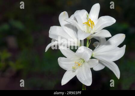 Madonna Lily im Garten Stockfoto