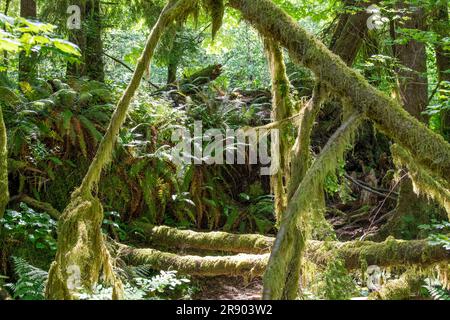 Bilderfüllender Blick auf die untere Vegetation des Regenwaldes im Olympic-Nationalpark, WA, USA, mit Sonnenschein auf Farne und moosbedeckte Bäume und Äste Stockfoto