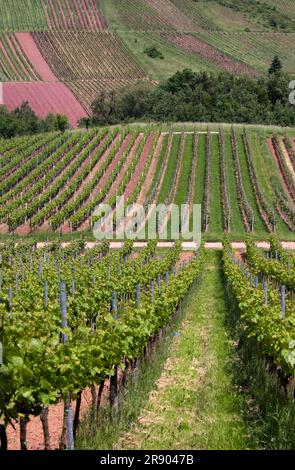 Weinberg im Südwesten Deutschlands, Rheinland-Pfalz, im Frühling Stockfoto